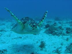 Caretta Caretta
Caribbean Sea, dive site: Tortugas, Mexi... by Gordana Zdjelar 
